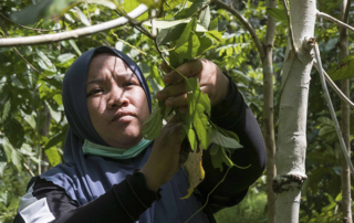 A woman tending to a tree