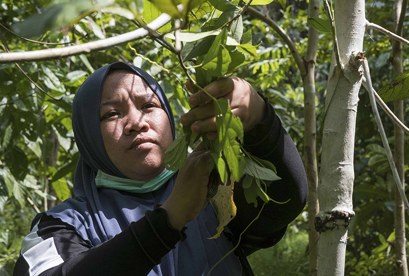 In it for the long haul: Bringing biodiversity to oil-palm country