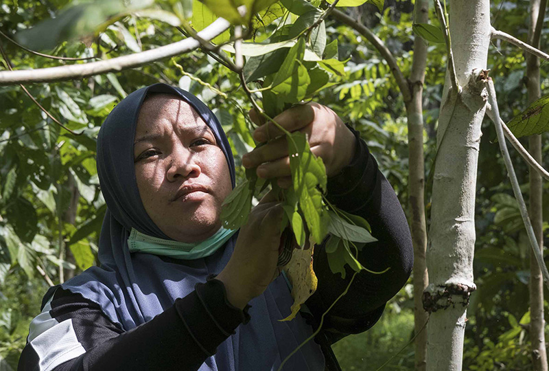 A woman tending to a tree