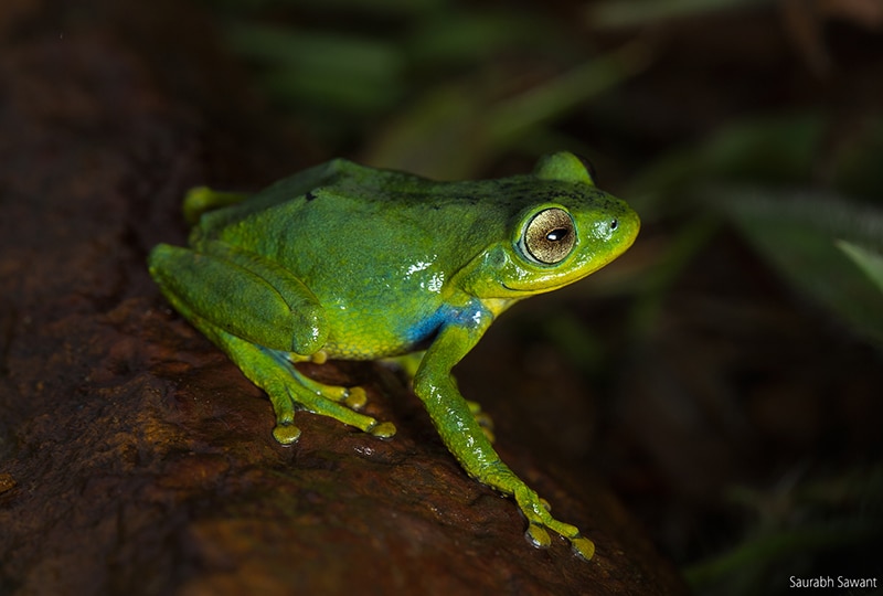 A green frog with blue armpits