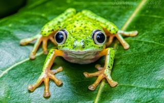 Green frog with orange feet and huge black eyes on a leaf