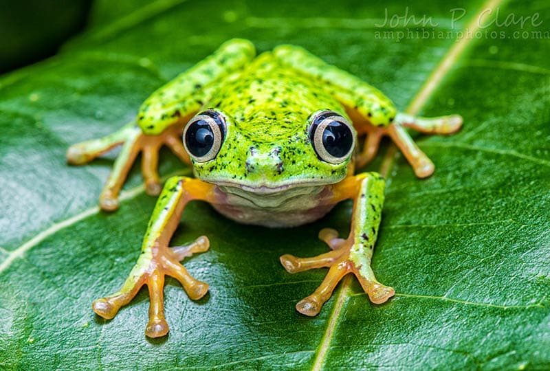 The overlooked extinction crisis: amphibians