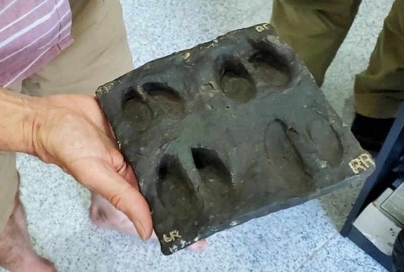 Someone holding up a clay slab with four mock saola tracks