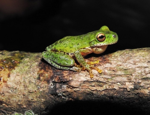 Hope for amphibians: the comeback stories
