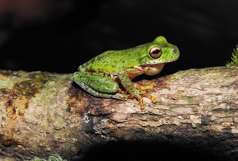 Green frog on branch