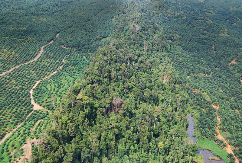 A forest corridor bisecting an oil palm plantation