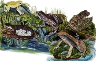 Painting of four frogs and a salamander
