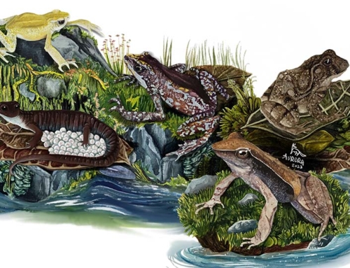 Amphibian extinctions: forgotten today, gone tomorrow