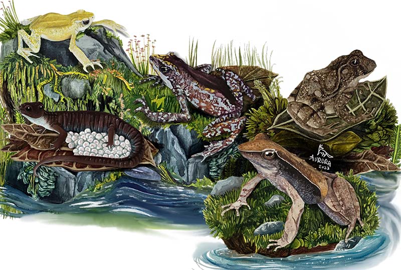 Amphibian extinctions: forgotten today, gone tomorrow