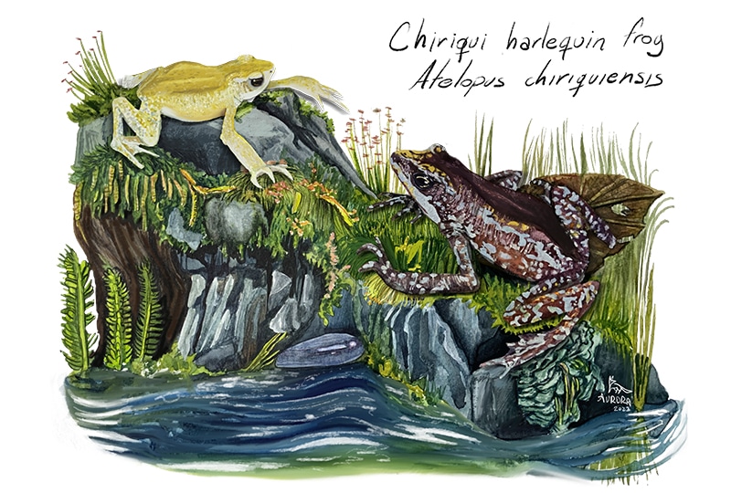 Painting of a yellow frog waving at a mottled brown and blue frog on a riverbank