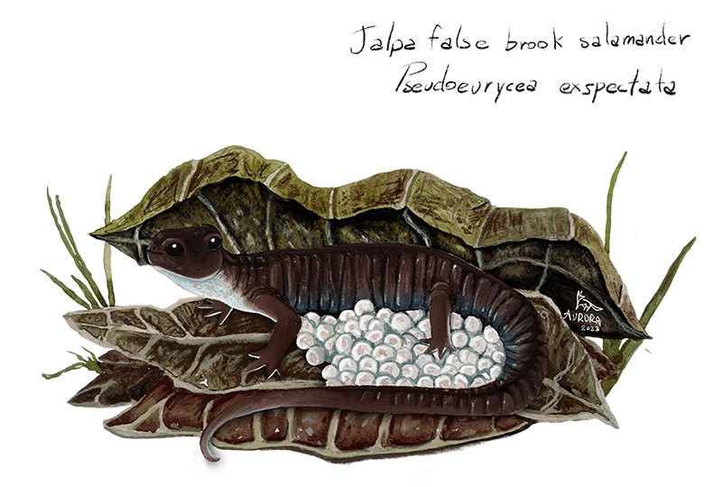 Painting of a dark brown salamander guarding a clutch of round white eggs on leaf litter