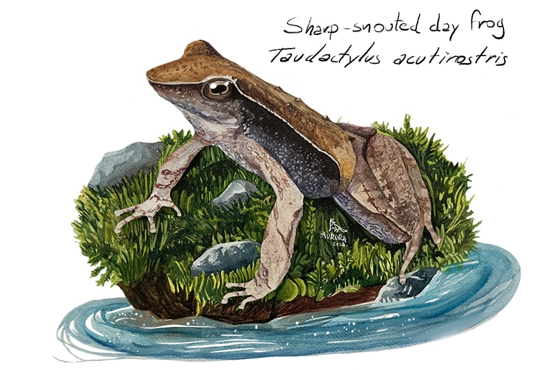Painting of a sharp-snouted brown frog