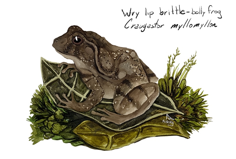 Painting of a warty brown frog sitting on a leaf