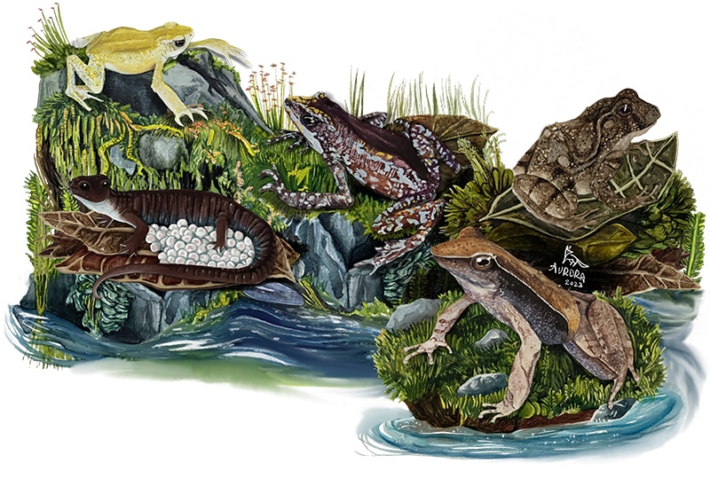 Painting of four frogs and a salamander