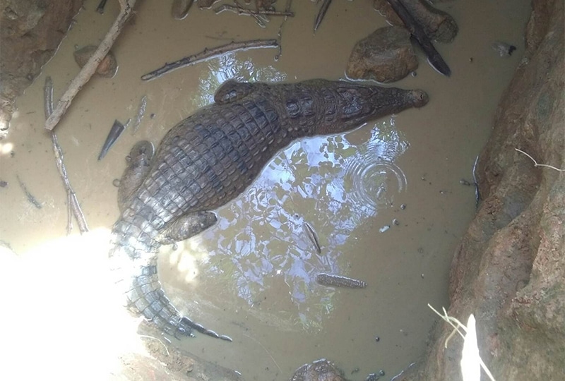 Crocodile in a septic tank