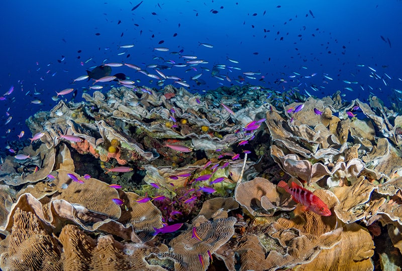 Coral reef in Papua with lots of fish, particularly purple pink fish