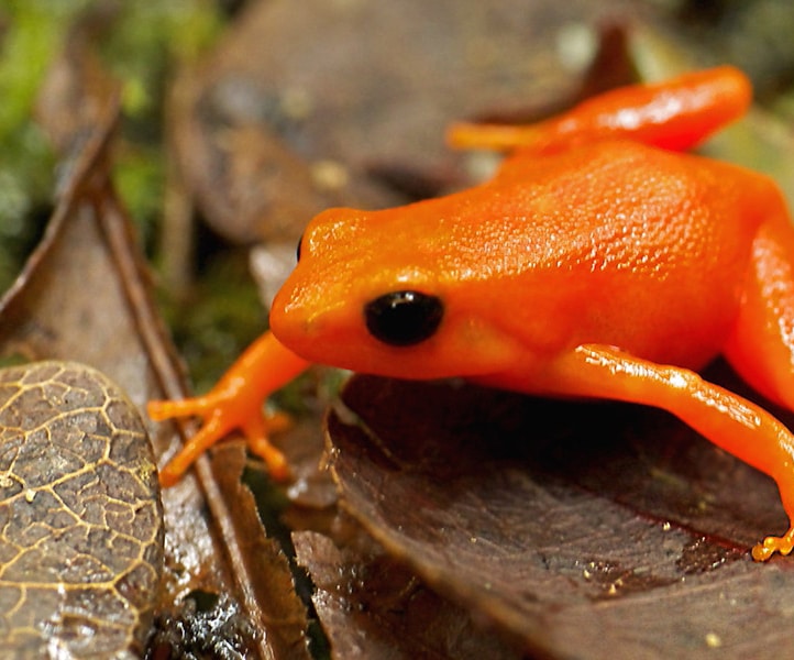 A bright orange frog on the forest floor