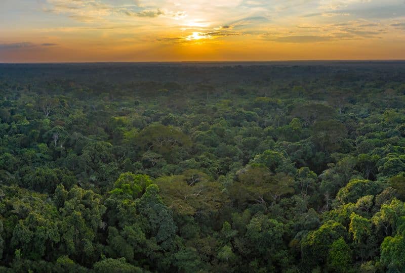 Congo Basin rainforest aerial view with sunset