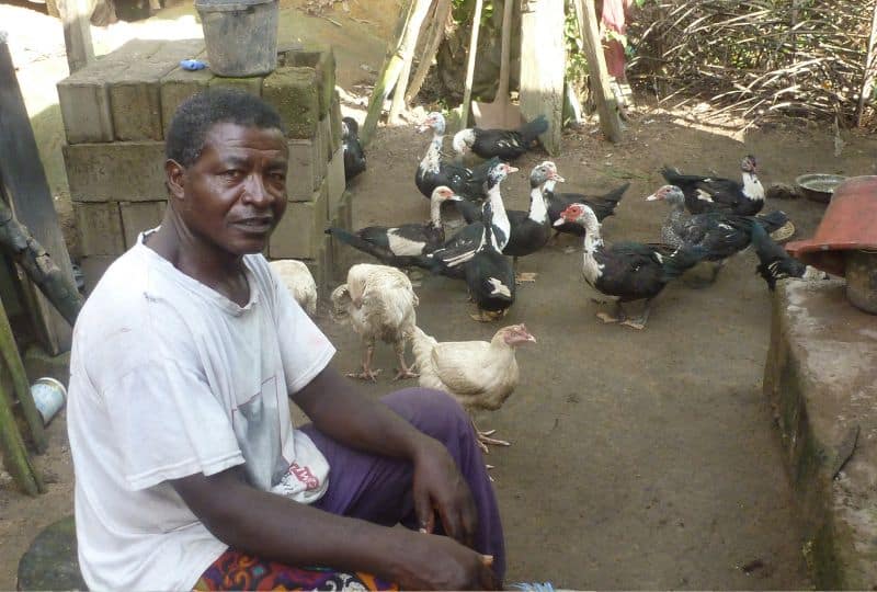 Man sitting in yard surrounded by chickens
