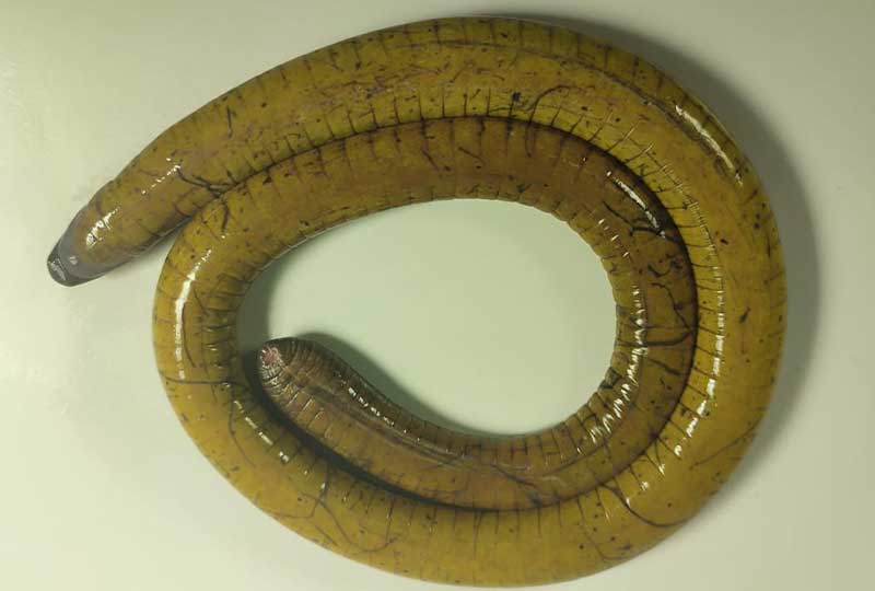 A coiled-up caecilian against a neutral background 