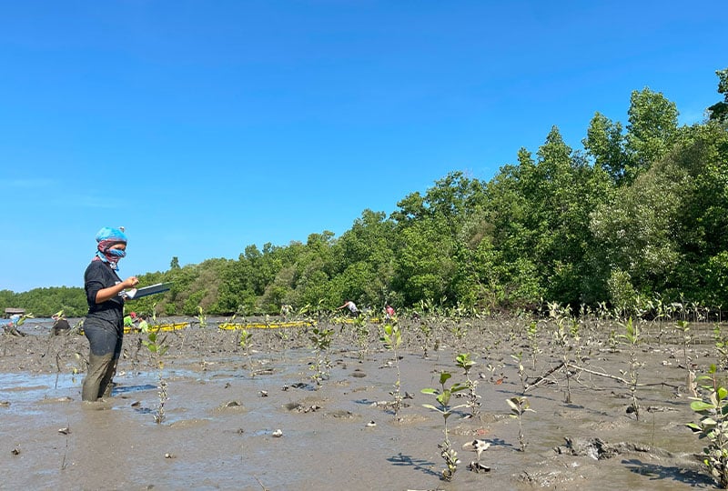person standing in mangrove.