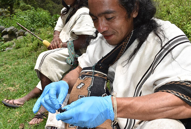 An Indigenous man holds a tiny frog in his hands 