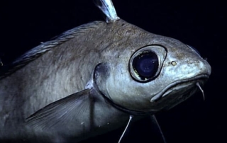 A grey fish (roundnose grenadier) peers behind a dark background