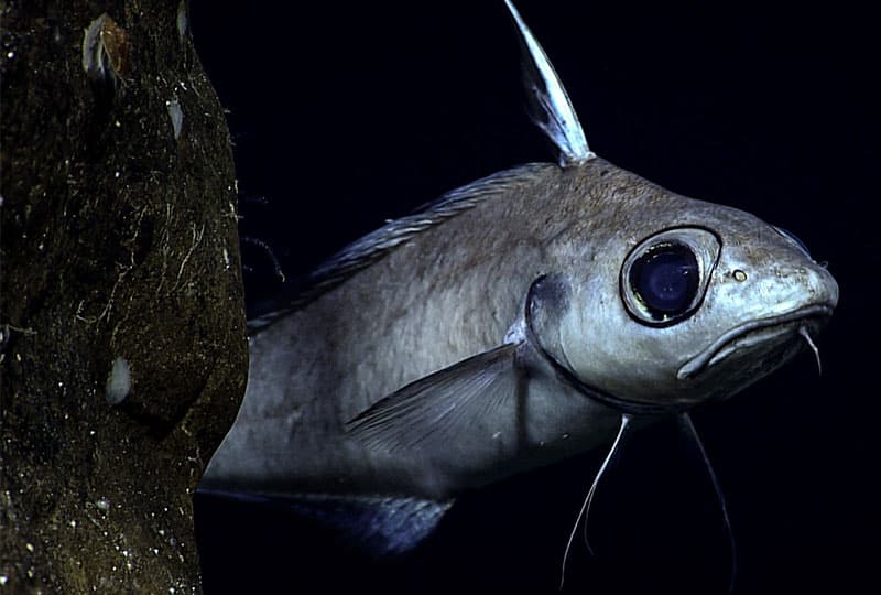 A grey fish (roundnose grenadier) peers behind a dark background