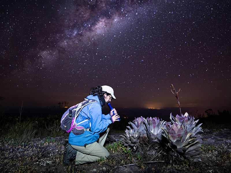 A woman at night searching for frogs in a bromeliad against a starry sky