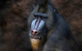 A colourful mandrill against a dark backdrop