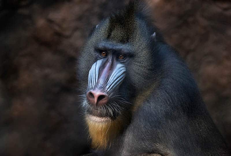 A colourful mandrill against a dark backdrop