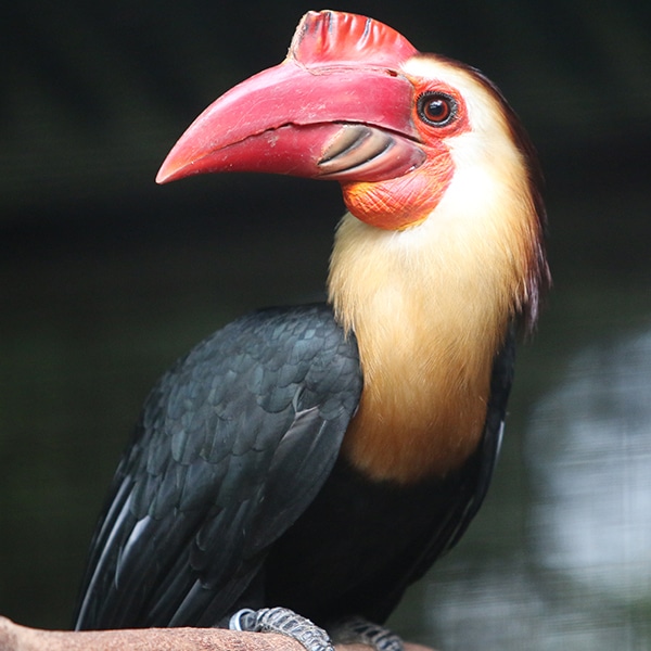 Rufous-headed hornbill
