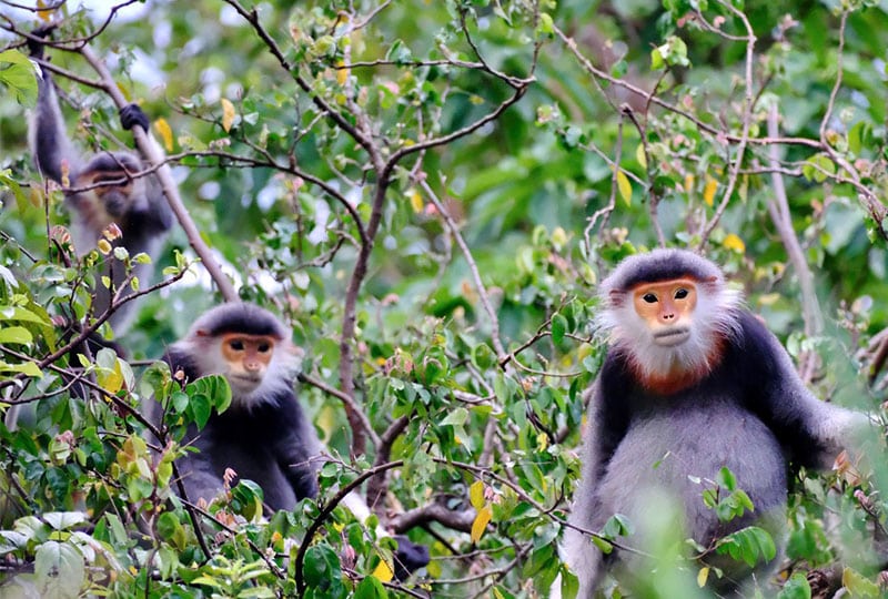 Three doucs in a tree
