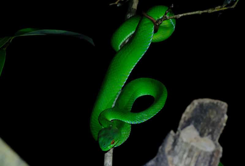 A bright green viper
