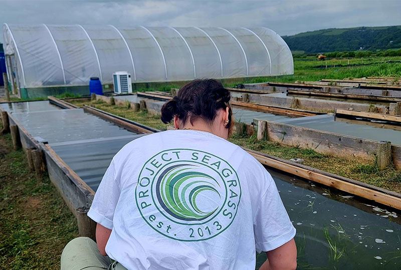 Project Seagrass Protecting The Overlooked Heroes Of Our Coasts Project Seagrass Protecting The Overlooked Heroes Of Our Coasts