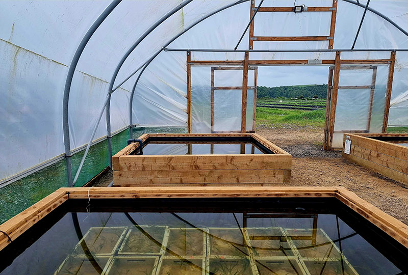 The nursery ponds inside a polytunnel, filled with containers of seagrass