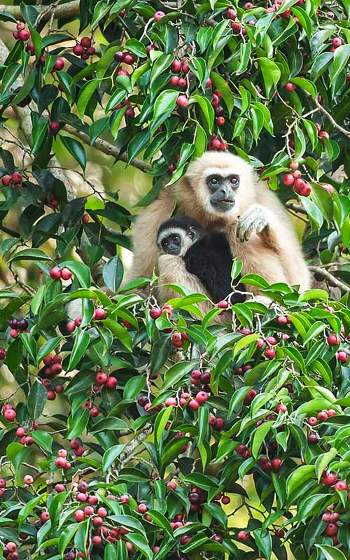 A white mother Lar Gibbon or White-handed Gibbon with baby feeding on a fig tree, colorful ripe fruits of fig in season, winter morning.