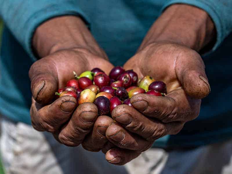 two hands holding berries
