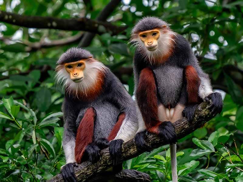Two beautiful red shanked douc langurs sit side by side on a tree branch