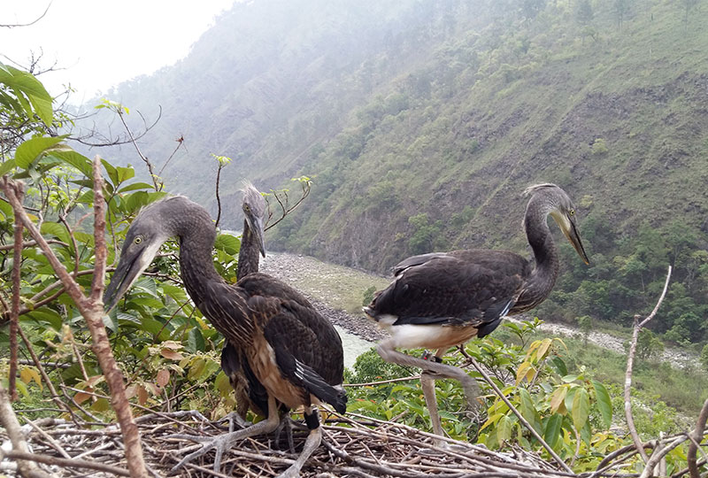 Three White-bellied herons in the nest