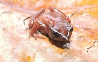 Cardioglossa manengouba frog species sitting on a leaf