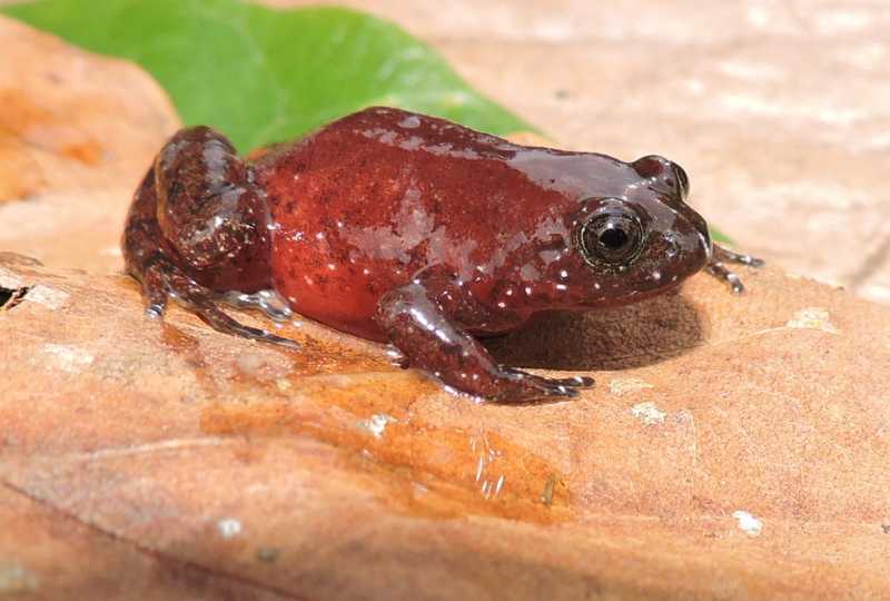 Redbelly Egg Frog (Leptodactylodon erythrogaster) sat on a leaf