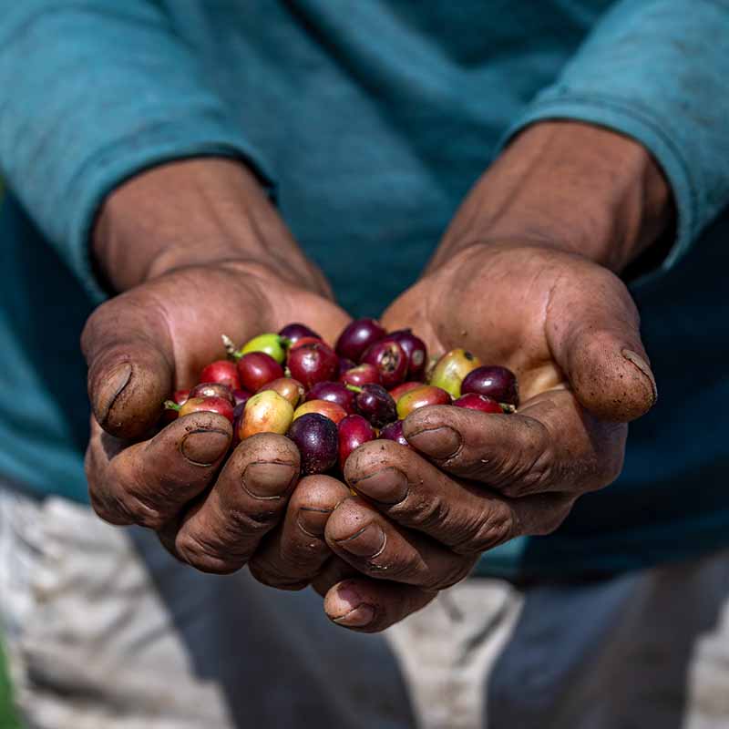 A farmer's hands hold out some colourful coffee beans in the community of Moyabamba in Chungui district in the Peruvian Andes