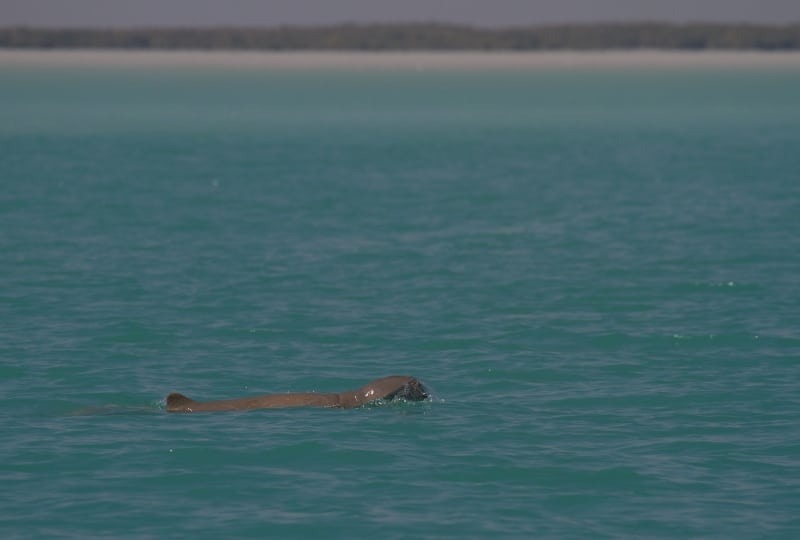 Top of a snubfin dolphin