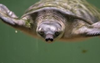 Pig-nose turtle swimming
