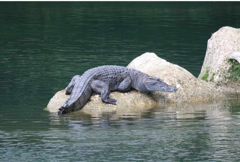 Crocodile basking on a rock