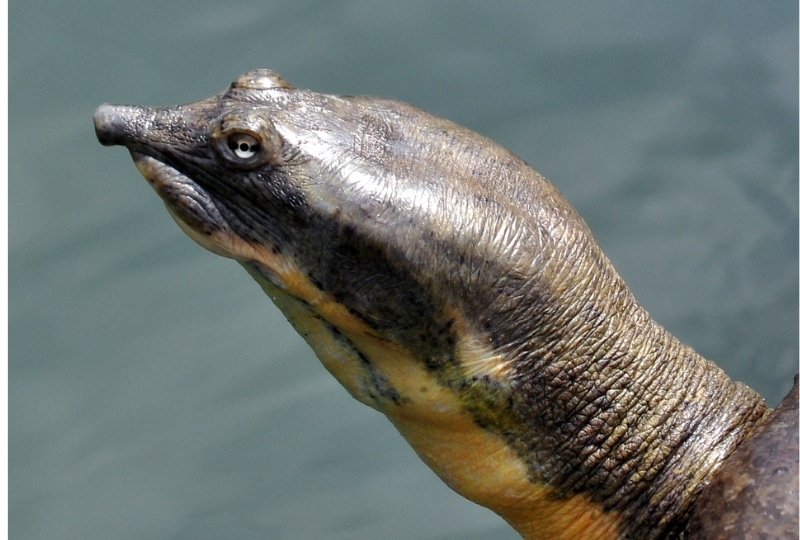southern new guinea softshell turtle head