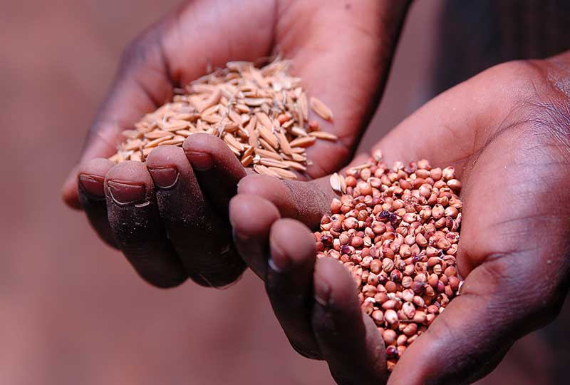 Seeds in hands