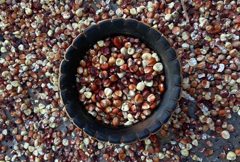 Guarani corn