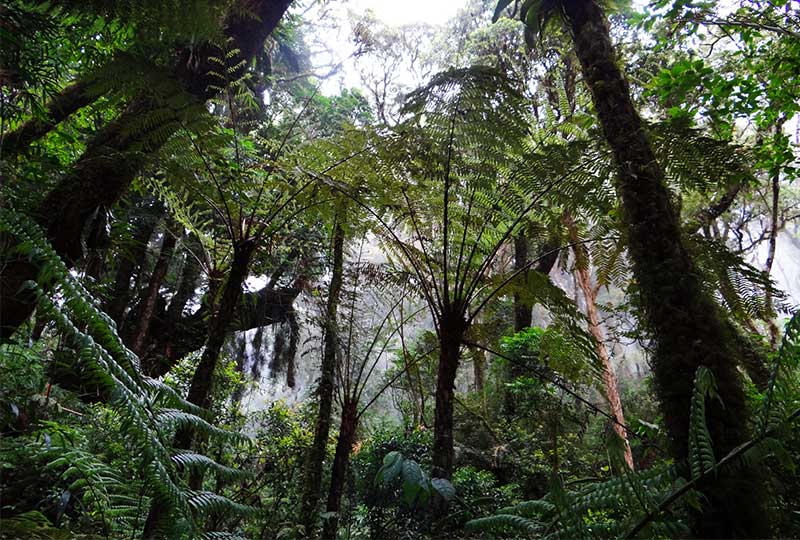 Looking up in the forest canopy
